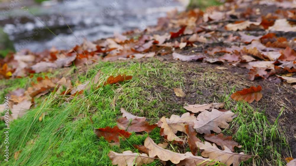 Tranquil winter woodland with a slow stream, golden oak trees, and fallen leaves, offering a peaceful and relaxing scene. Tranquil winter woodland with a slow stream, golden oak trees, and fallen leaves, offering a peaceful and relaxing scene.