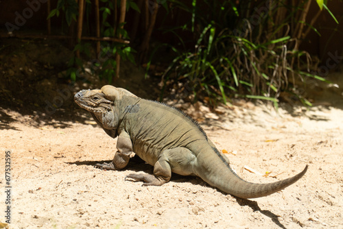 iguana on the sand - Australia Zoo © Sasha