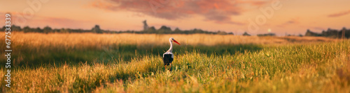 Adult European White Stork Standing In Green Summer Grass In Belarus. Wild Field Bird In Sunset Time. Panorama, Panoramic View Shot Scene Copy Space