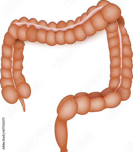large intestine anatomy. Human Colon on a white background