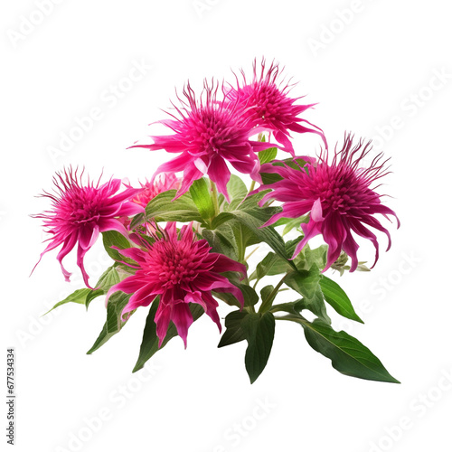 Bee Balm flower isolated on transparent background © Tohamina