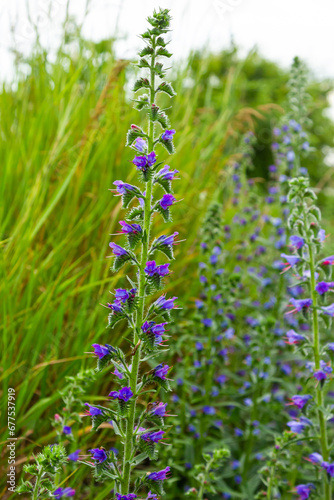 Viper s bugloss or blueweed Echium vulgare flowering in meadow on the natural green blue background. Macro. Selective focus. Front view