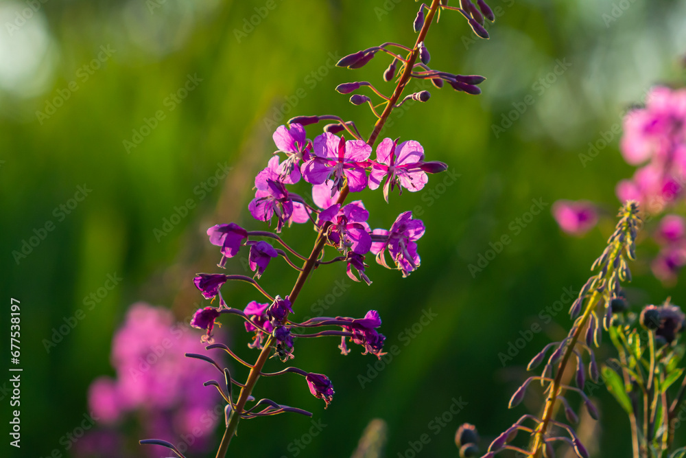 Wonderful flowering fireweed Chamaenerion angustifolium highlighted by the evening sun. A bunch of marvelous blossoming rosebay willowherbs Wonderful flowering fireweed Chamaenerion angustifolium highlighted by the evening sun. A bunch of marvelous blossoming rosebay willowherbs