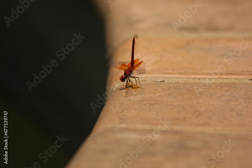 Libelle rot tanz paarung angriff verteidigung nahaufnahme photo
