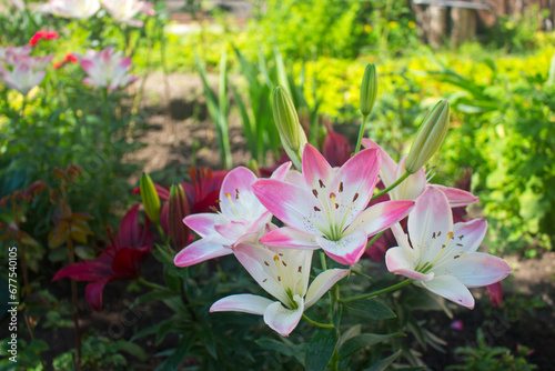 Pink and white lilies in the garden. Summer flowers