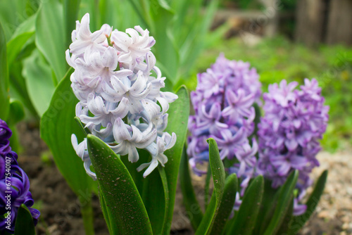 Blue and white hyacinth. Spring flowers.