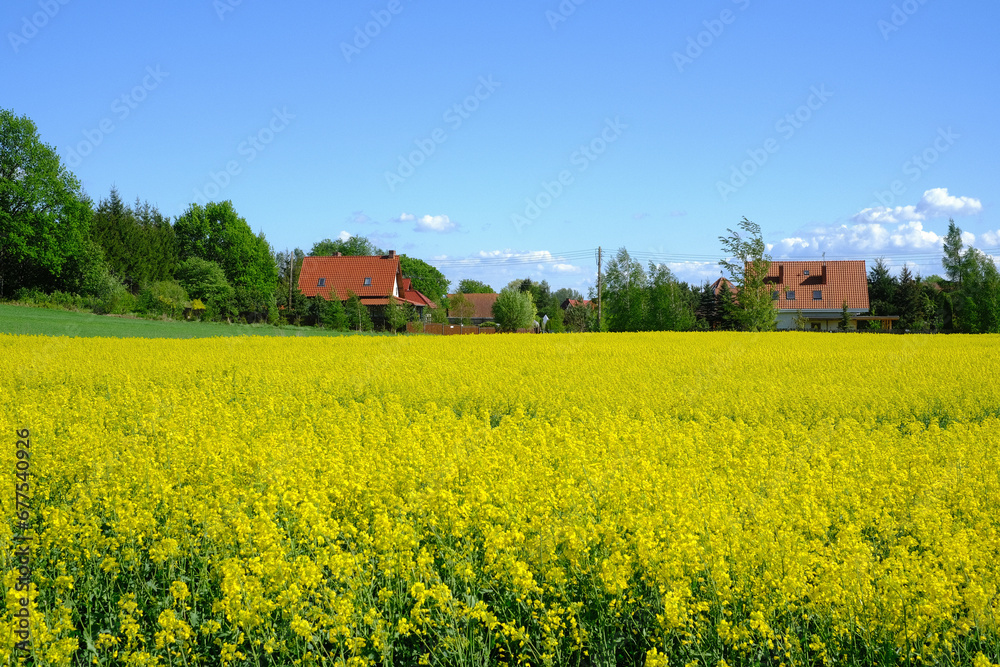 landscape with field and sky