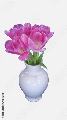 Wallpaper Mural Time lapse of opening and dying pink tulips bouquet isolated on white background, vertical orientation Torontodigital.ca