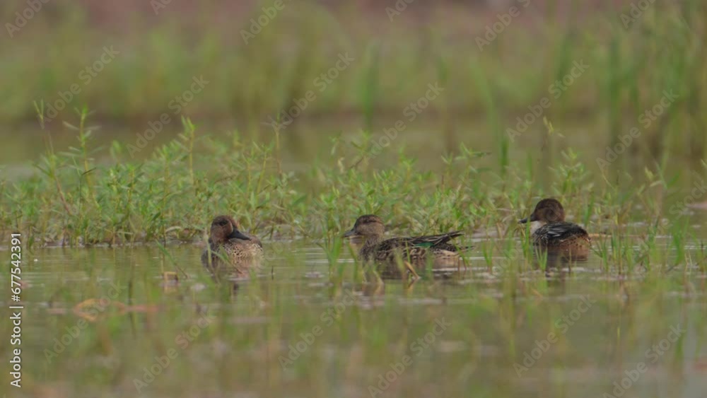 Green Winged Teal or Common Teal Ducks Feeding in Wetland Green Winged Teal or Common Teal Ducks Feeding in Wetland