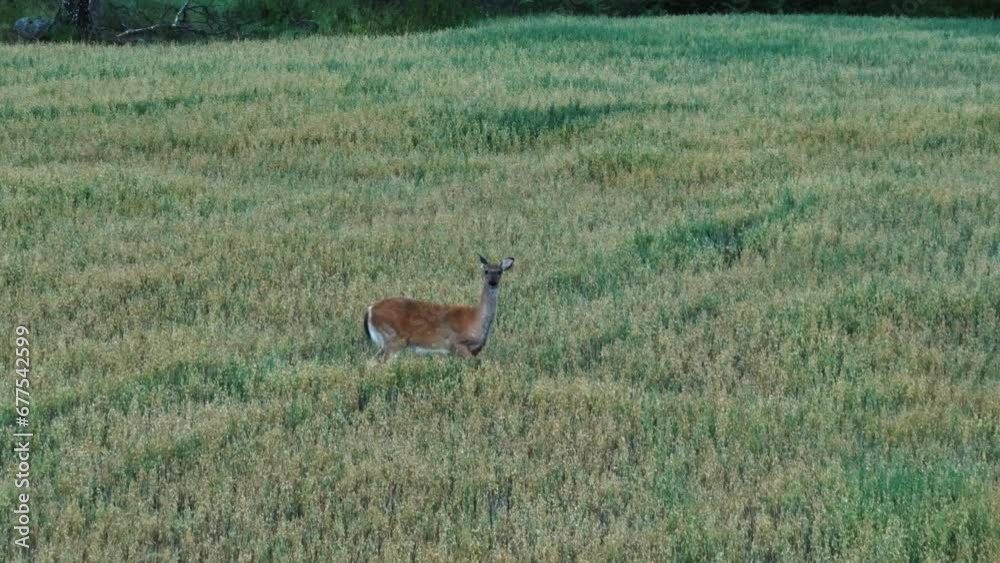 Aerial telephoto shot toward a white-tailed deer standing on evening wheat field Aerial telephoto shot toward a white-tailed deer standing on evening wheat field