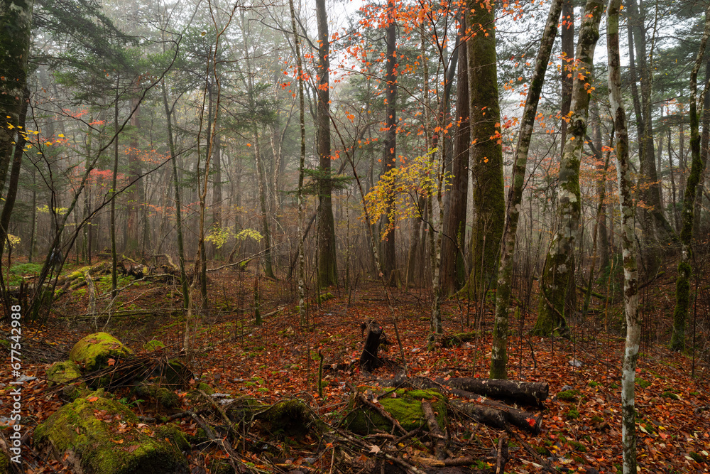 Obraz premium 霧の中の段戸裏谷原生林の秋