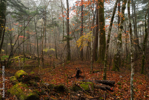 霧の中の段戸裏谷原生林の秋 photo