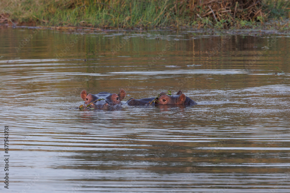 Fototapeta premium Over-landing and nature in Southern Africa