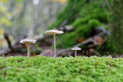 gros plan sur des champignons dans une fôret