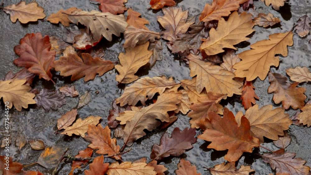 Fallen oak tree leaves on a rainy woodland floor. Autumn scene. Fallen oak tree leaves on a rainy woodland floor. Autumn scene.