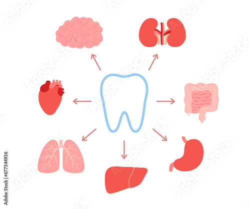 Connection of healthy teeth and internal organs. Relation of human tooth and brain, kidneys, intestine, stomach, liver, lungs, heart. Impact of dental health and chewing on internal organs. Vector