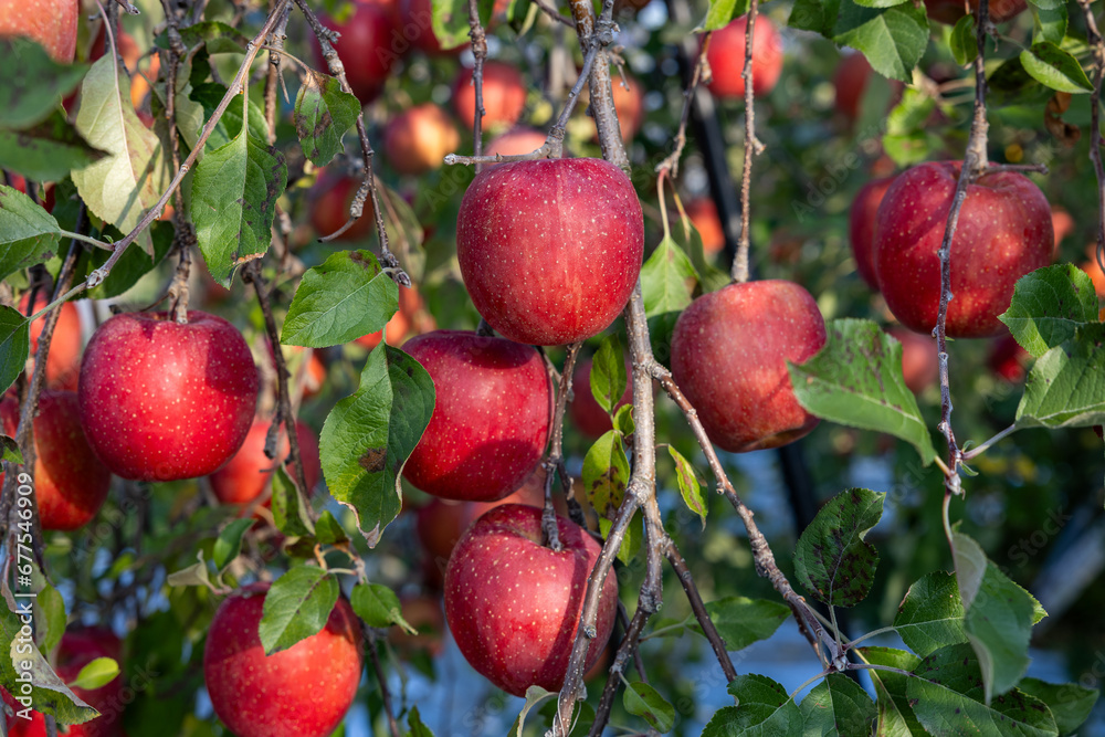 Obraz premium The Chiyuki, a delicious apple variety from the orchard.