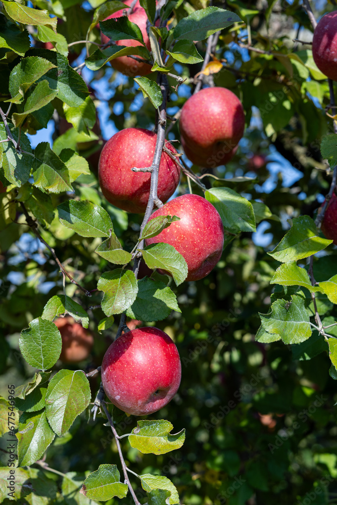 The Chiyuki, a delicious apple variety from the orchard. The Chiyuki, a delicious apple variety from the orchard.