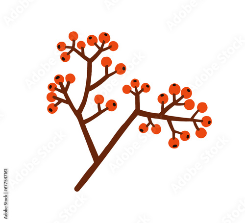 Red berries, tree branch. Holly, ilex fruits on twig. Christmas plant, winter...