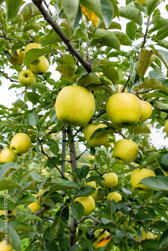 Gunma Meigetsu, a delicious apple variety in the orchard.