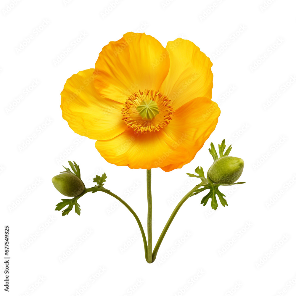 Naklejka premium Buttercup flower isolated on transparent background