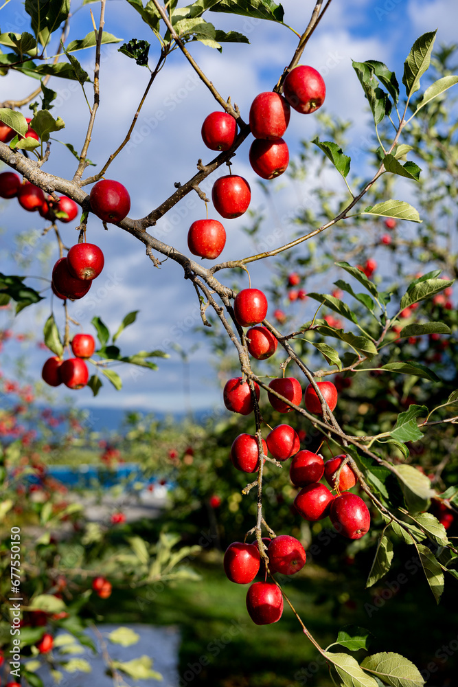 Delicious apple varieties Alpine Maiden in the orchard. Delicious apple varieties Alpine Maiden in the orchard.