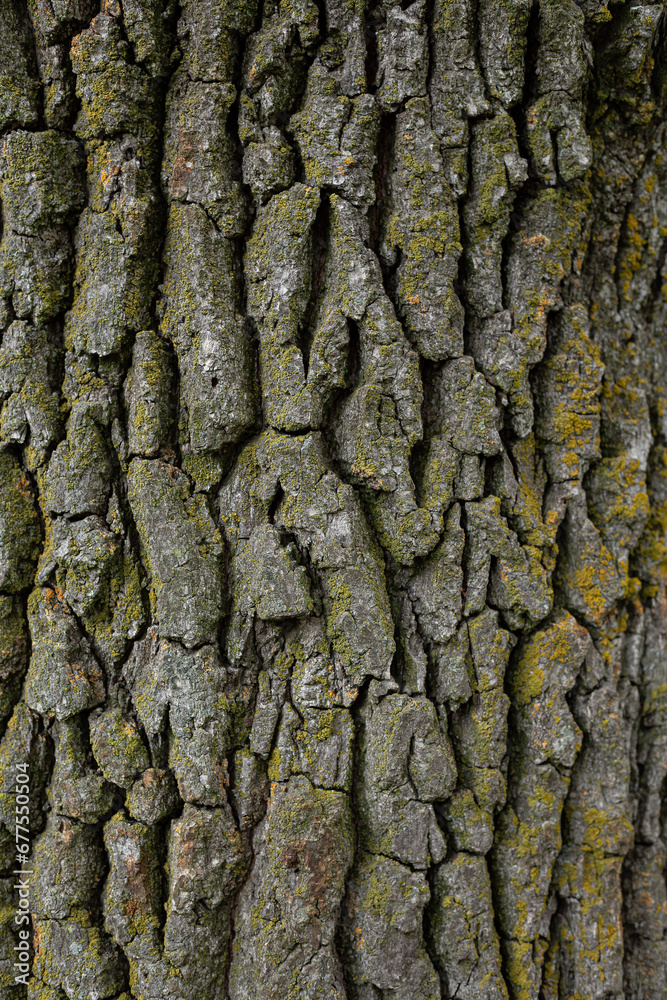 Embossed texture of oak bark. Old tree trunk close-up. Surface with natural bark patterns. Natural wood background. Embossed texture of oak bark. Old tree trunk close-up. Surface with natural bark patterns. Natural wood background.