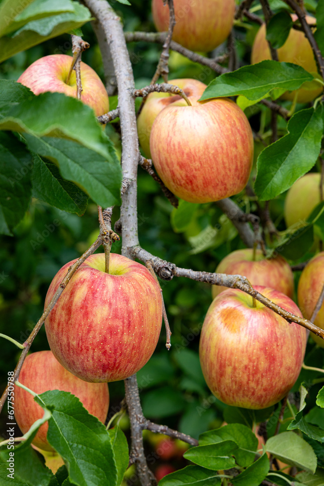 Delicious apple variety Shinano Dolce from the orchard. Delicious apple variety Shinano Dolce from the orchard.