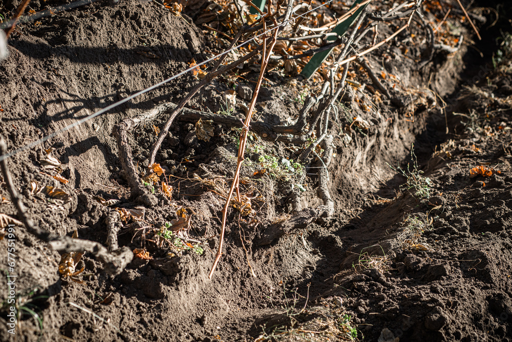 Preparing grapes for winter. Burying grapes in the ground before frost. trench-shaped grape shelter is a type of winter protection for grapevines. It is a trench dug in the ground. Preparing grapes for winter. Burying grapes in the ground before frost. trench-shaped grape shelter is a type of winter protection for grapevines. It is a trench dug in the ground.