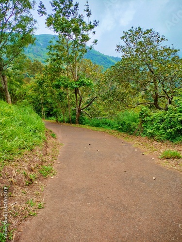 path in the woods © JCC