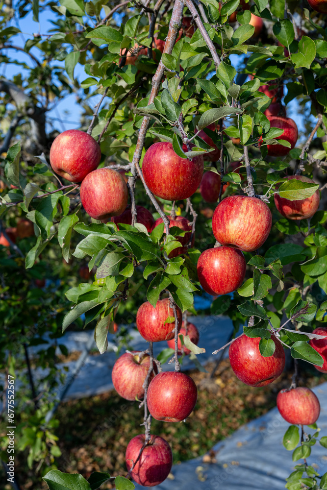 Delicious apple variety Shinano Sweet from the orchard. Delicious apple variety Shinano Sweet from the orchard.