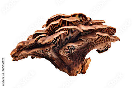 Wood ear fungus mushroom isolated on white background photo