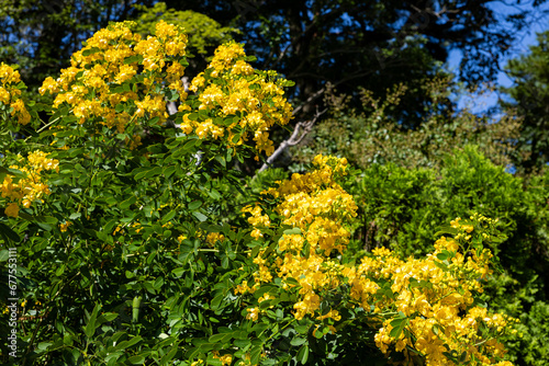 Fototapeta Naklejka Na Ścianę i Meble -  Argentine senna with beautiful yellow flowers.