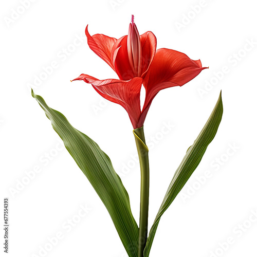 Canna Lily flower isolated on transparent background