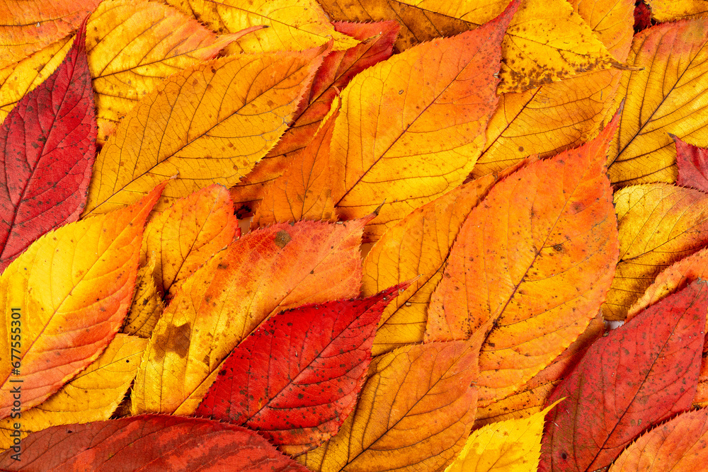 Autumn leaves of cherry blossoms macro photography. Autumn leaves of cherry blossoms macro photography.