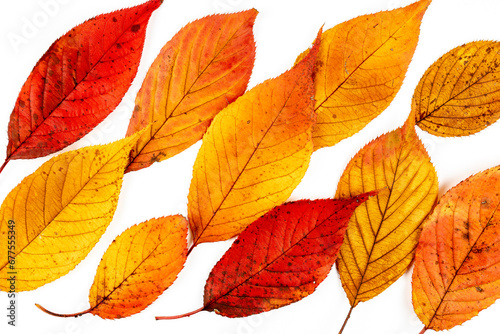 Autumn leaves of cherry blossoms macro photography.