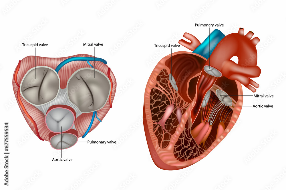 Structure of the Heart valves anatomy. Mitral valve, pulmonary valve, aortic valve and the tricuspid valve. - obrazy, fototapety, plakaty 
