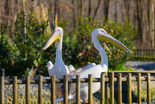 White pelicans wandering in nature photo