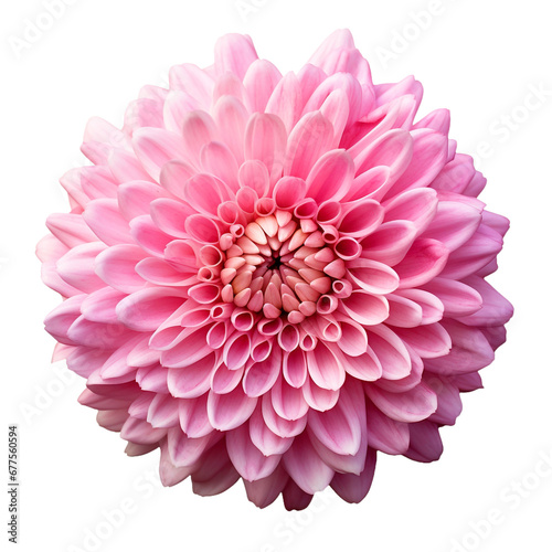 Chrysanthemum flower isolated on transparent background