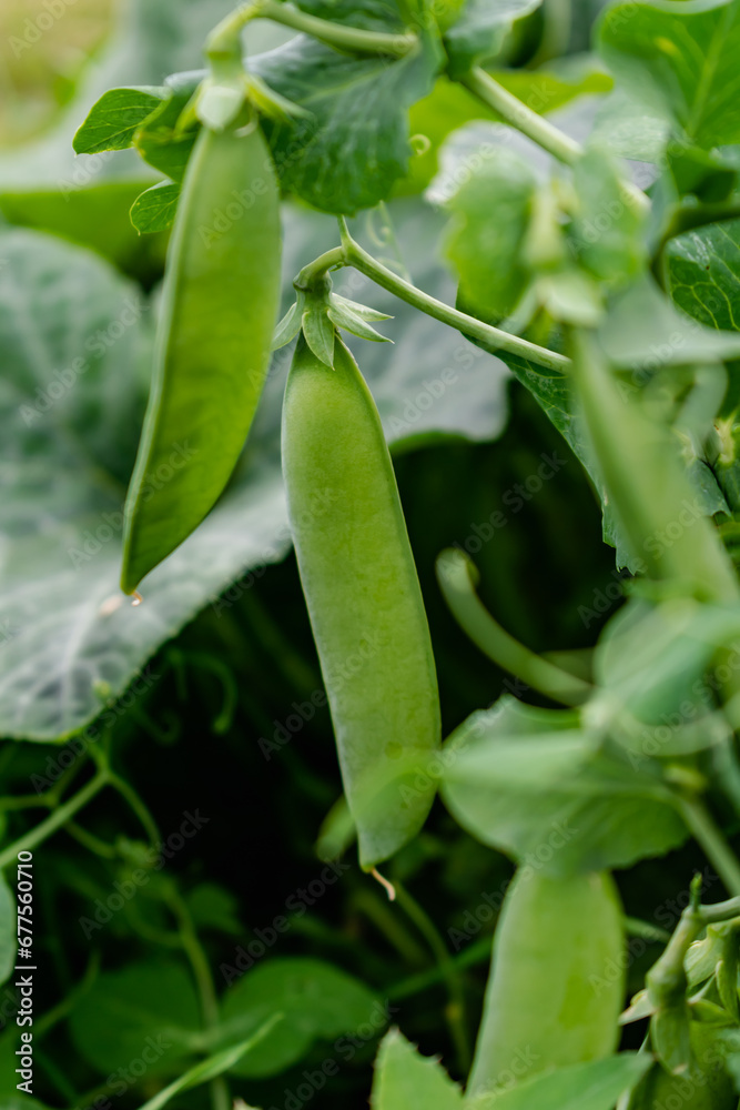 Peas in a garden home grown, spring, summer and autumn harvest Peas in a garden home grown, spring, summer and autumn harvest