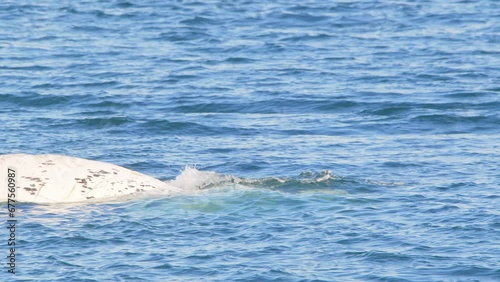 Wallpaper Mural Head Of a Right Whale with a lot of white color surfacing over the water in the sea fully filled with barnacles  Torontodigital.ca