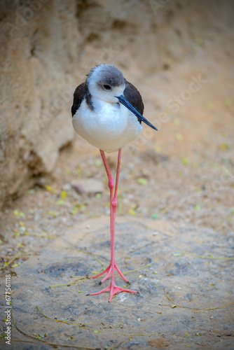 Photography Beautiful wader bird on the ground. Common sandpiper