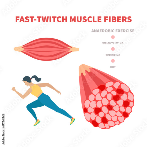 Human skeletal muscle fiber types. Fast twitch white muscular tissue structure typical for anaerobic exercise. Sport and health concept. Medical vector illustration.
