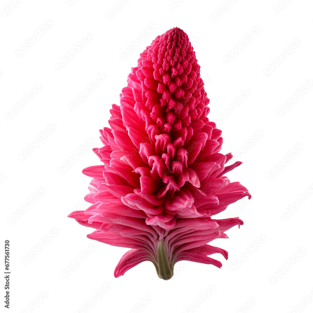 Cockscomb isolated on transparent background