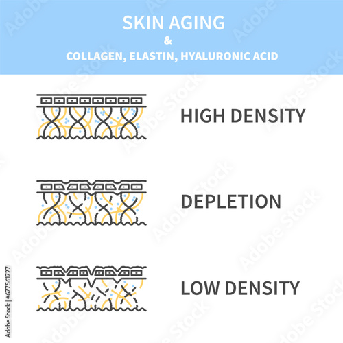 Skin aging and collagen, elastin and hyaluronic acid cross section diagram. Firm young skin becoming saggy with low fiber levels. Linear vector illustration.