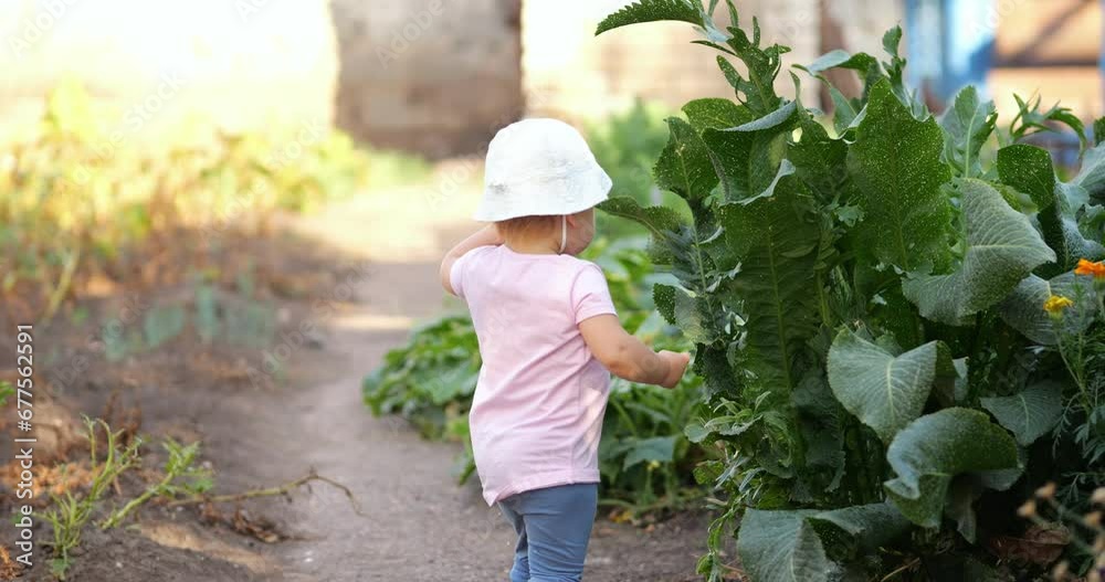 Barefoot little girl diligently waters ground in country house garden. Toddler girl concentratedly pours water from toy plastic watering can Barefoot little girl diligently waters ground in country house garden. Toddler girl concentratedly pours water from toy plastic watering can
