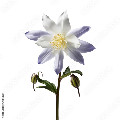Columbine flower isolated on transparent background