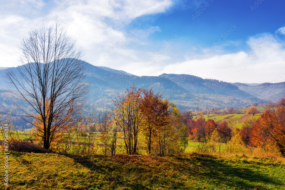 trees on the hills of mountainous countryside landscape. scenery of carpathian rural area in autumn season