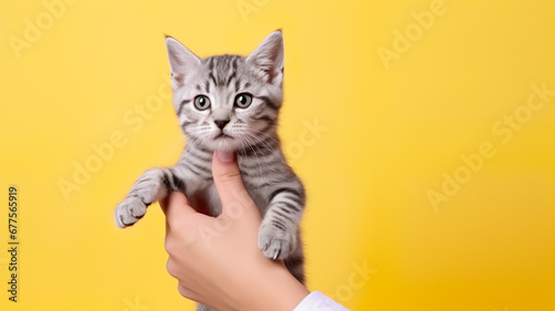 Portrait shot of american shorthair cat.studio background.pet and relationship concepts