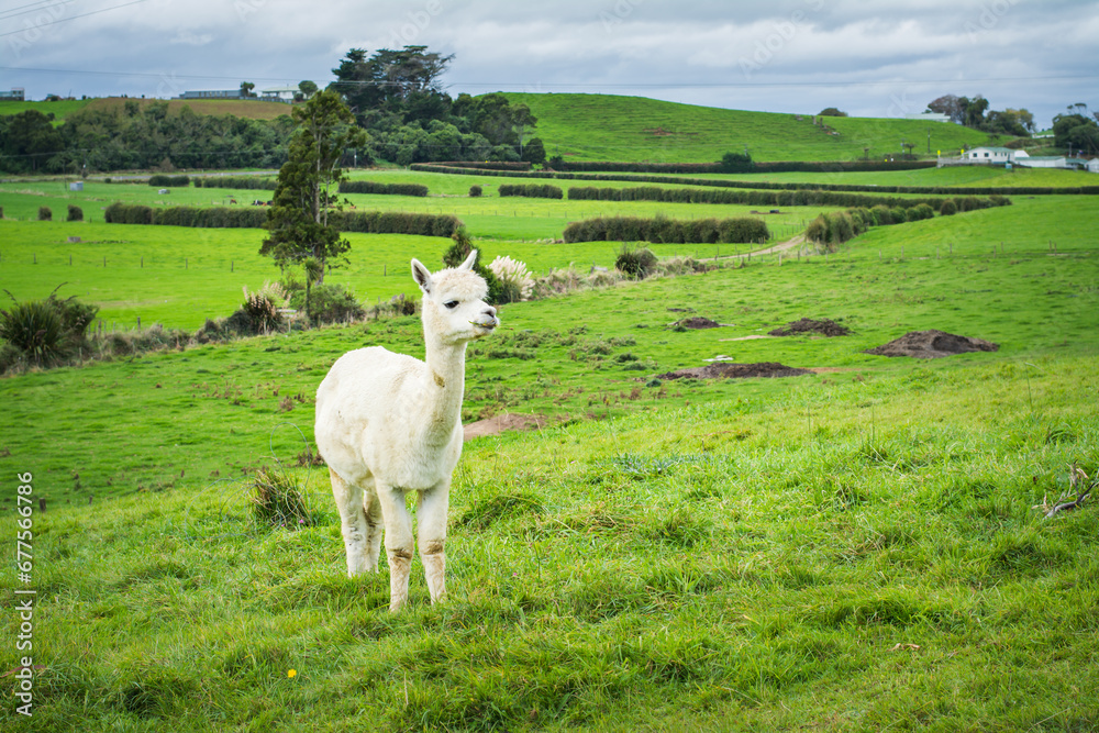 Fototapeta premium Portrait of cute friendly white alpacas in a green field on a cloudy day. Alpaca farm, New Zealand